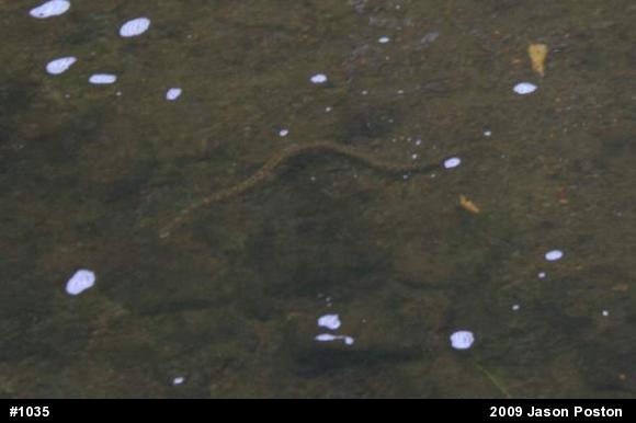 Northern Watersnake