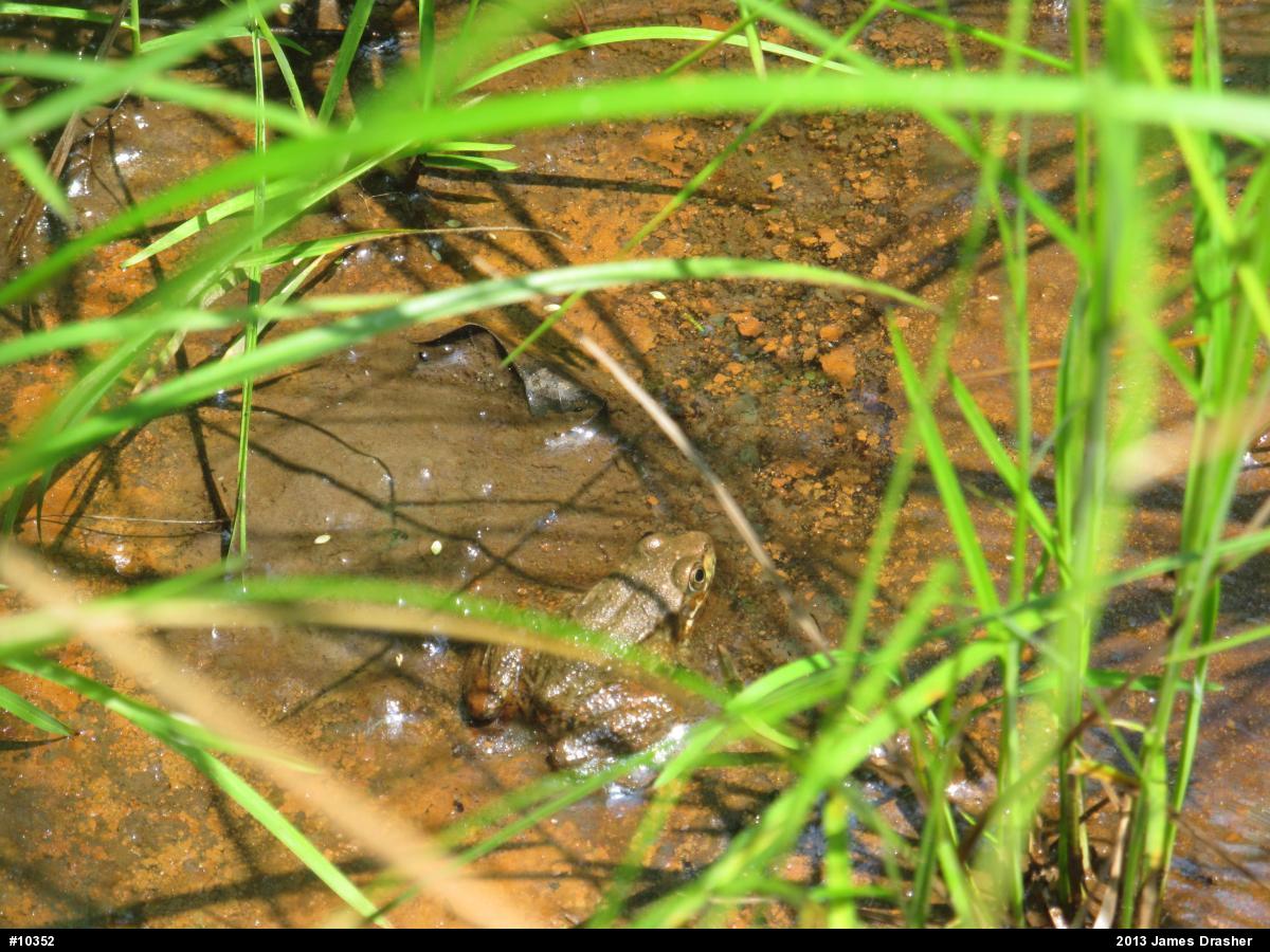 Green Frog