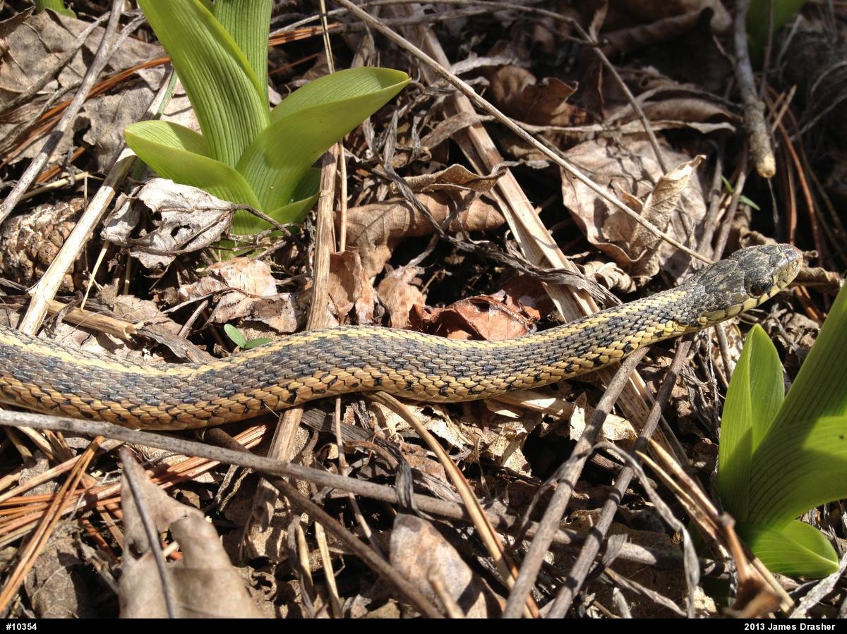 Eastern Gartersnake