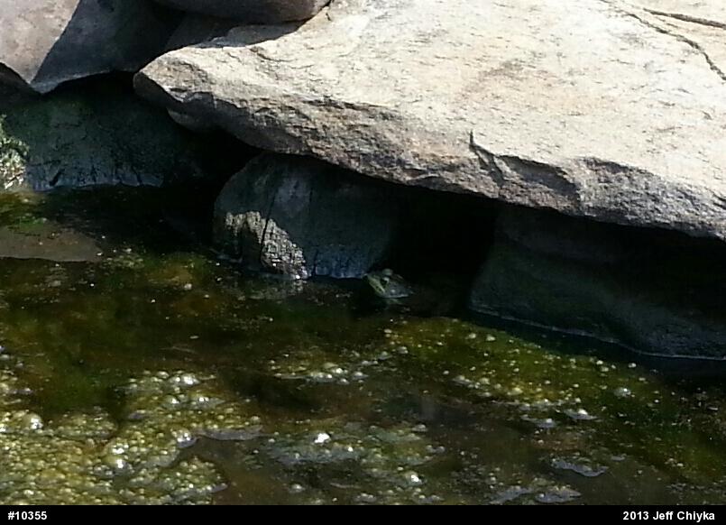 True Frogs