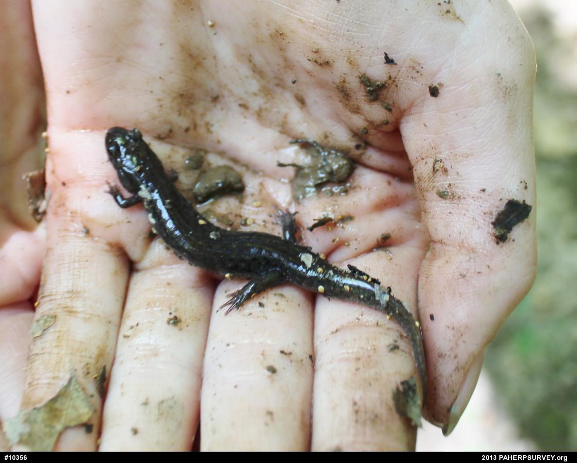 Northern Dusky Salamander