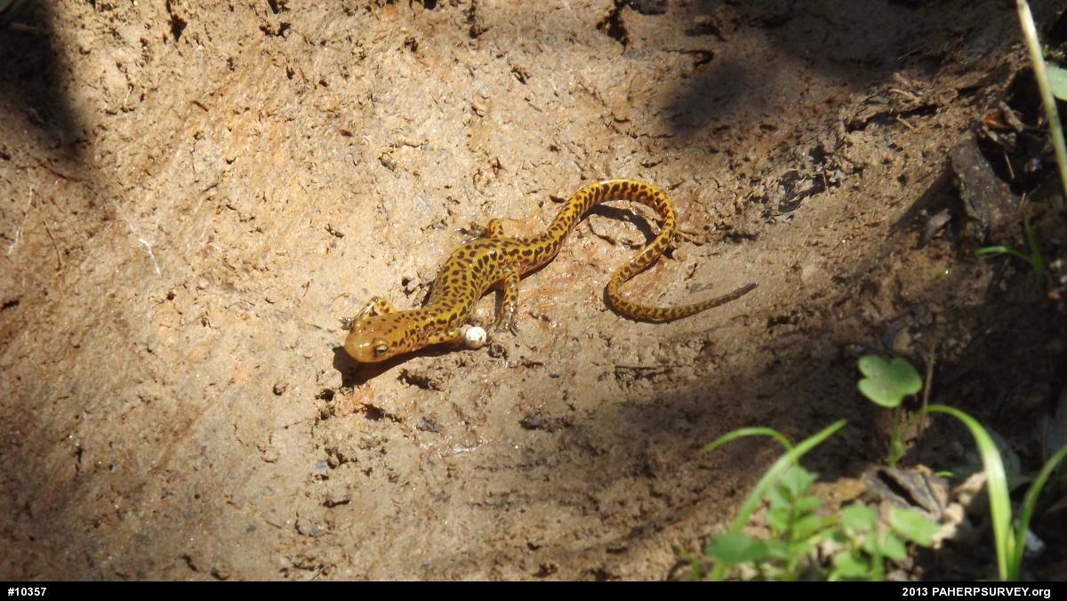 Eastern Long-tailed Salamander