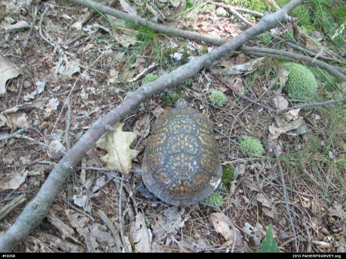 Eastern Box Turtle