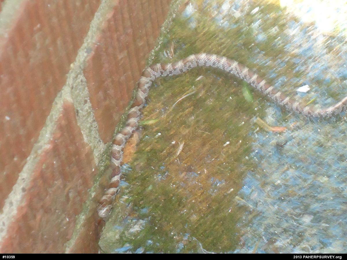 Eastern Milksnake