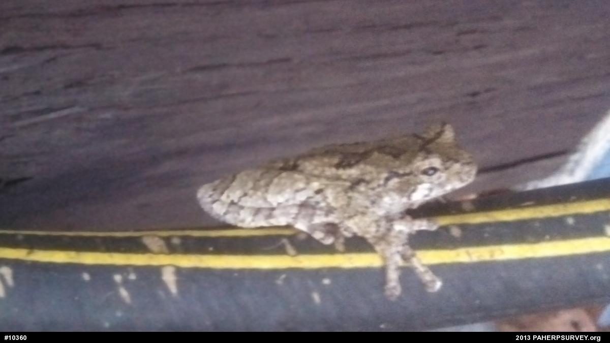 Gray Treefrog