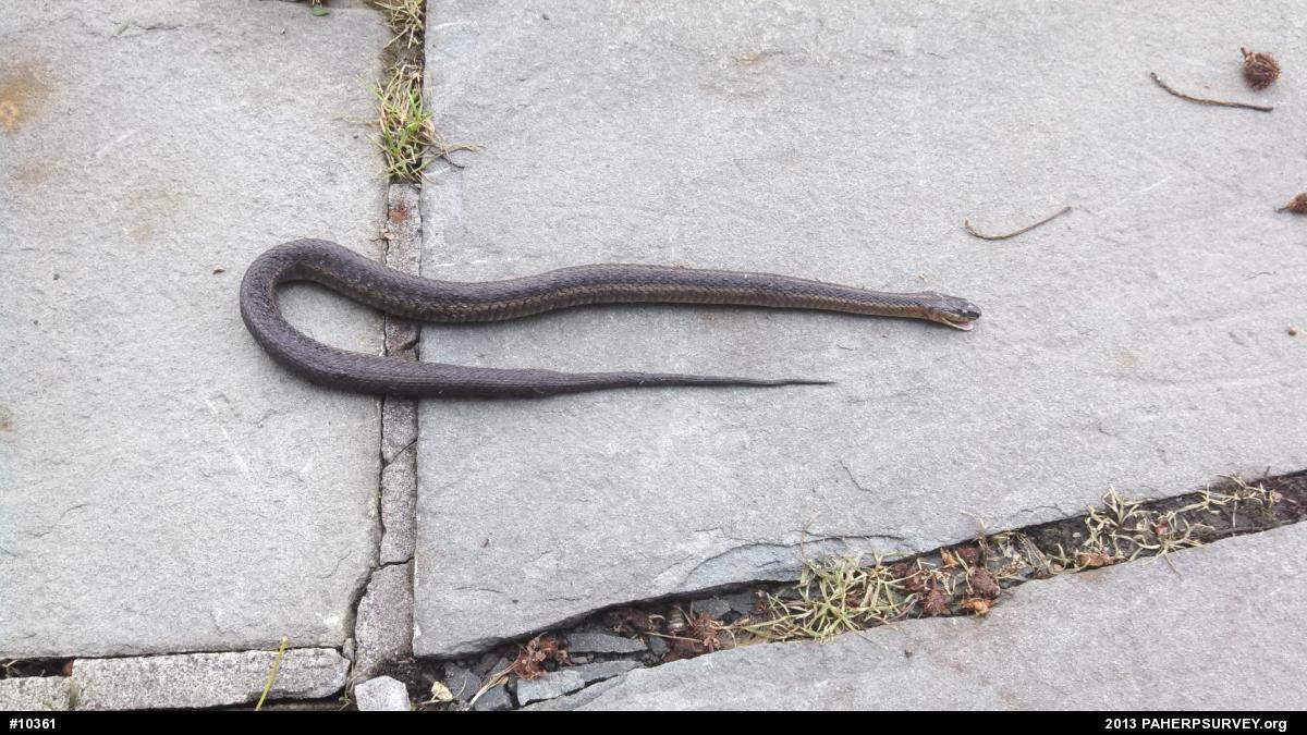 Eastern Gartersnake