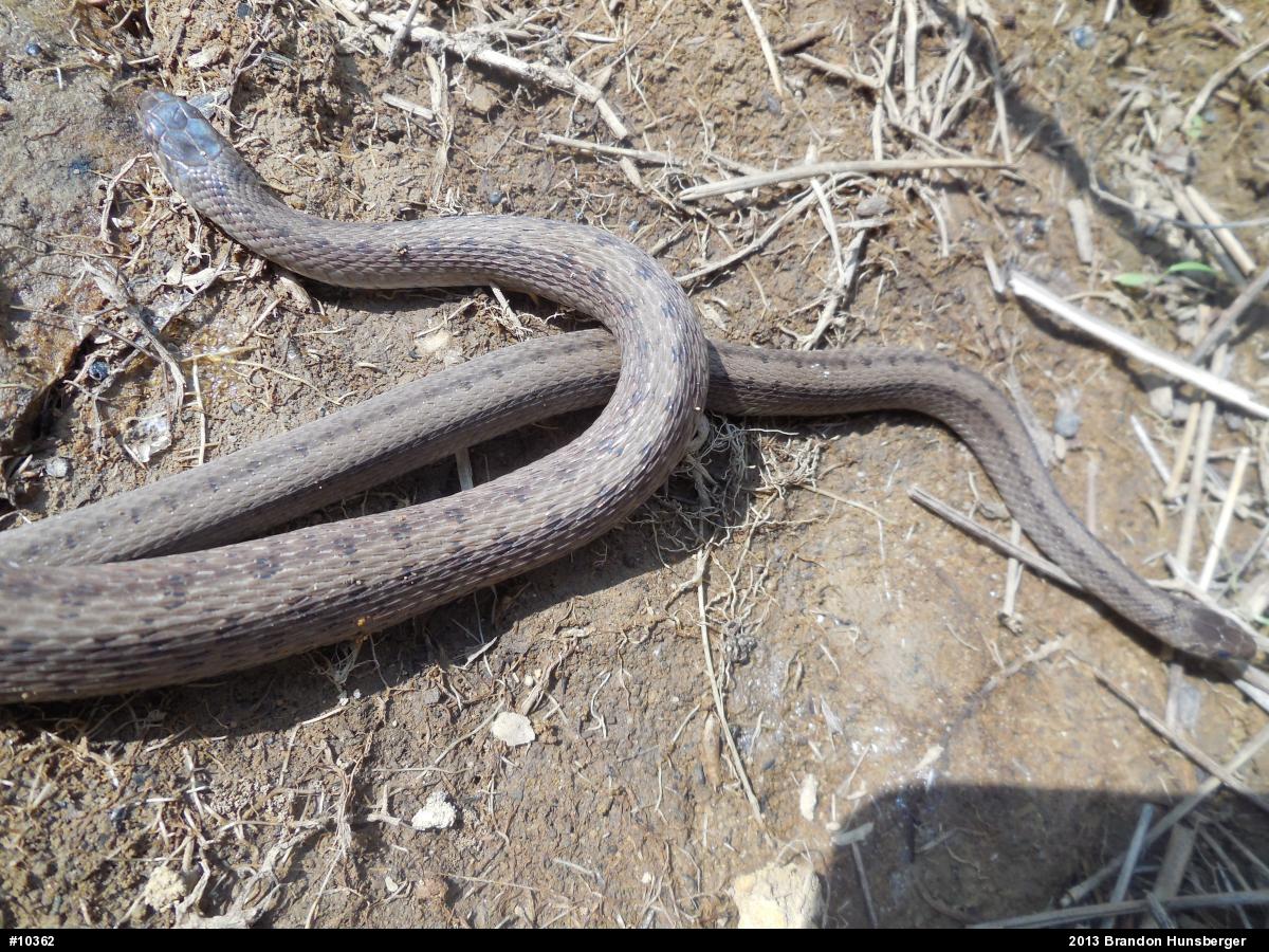Dekay's Brownsnake