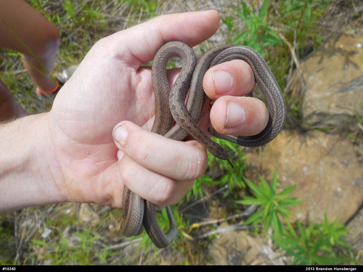 Shorthead Gartersnake