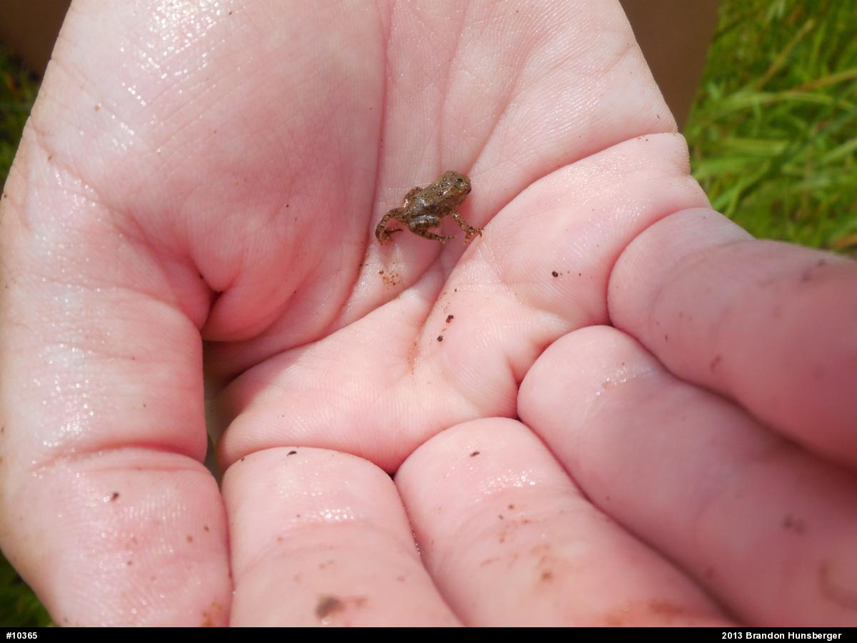 True Toads
