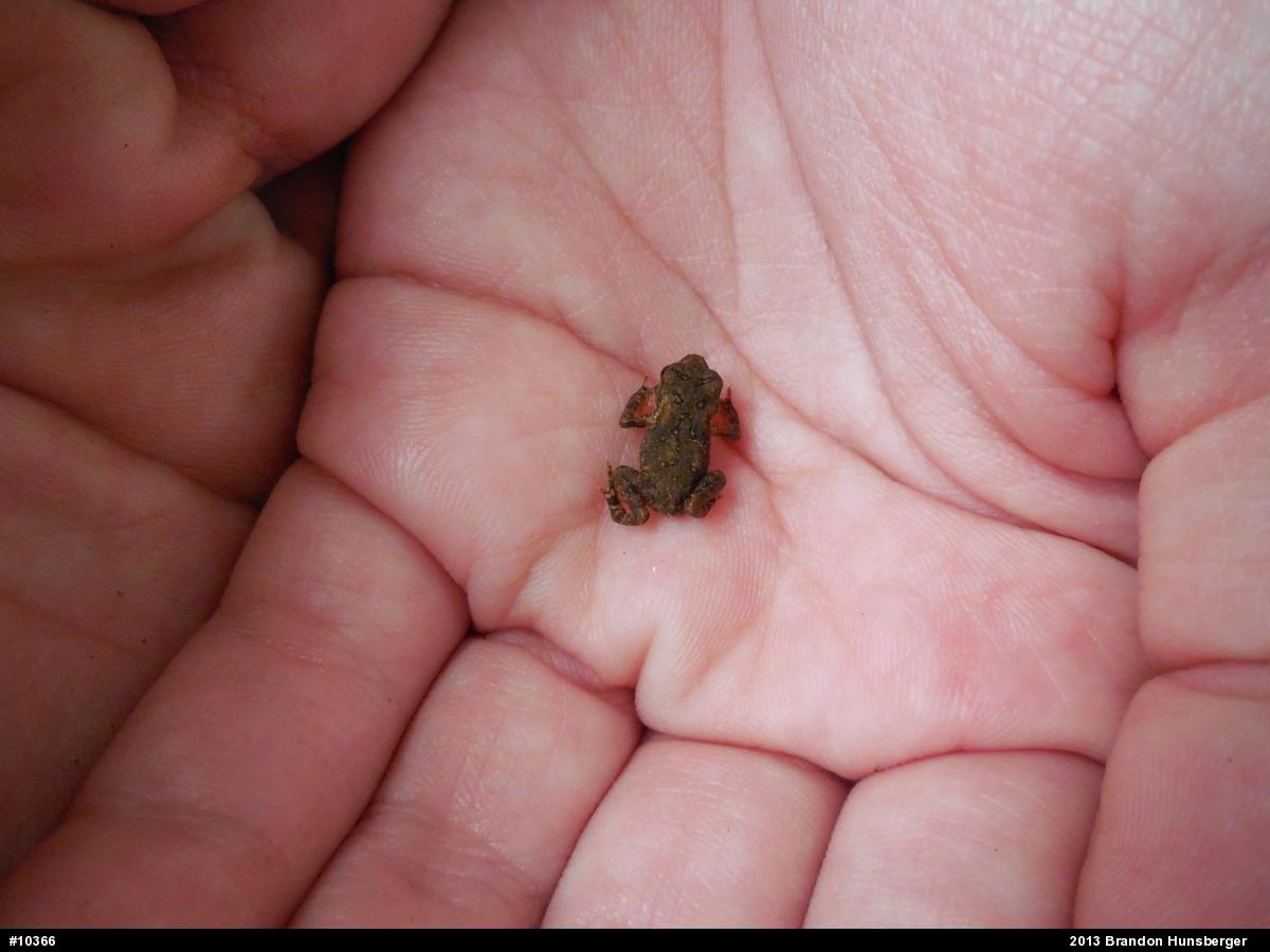True Toads