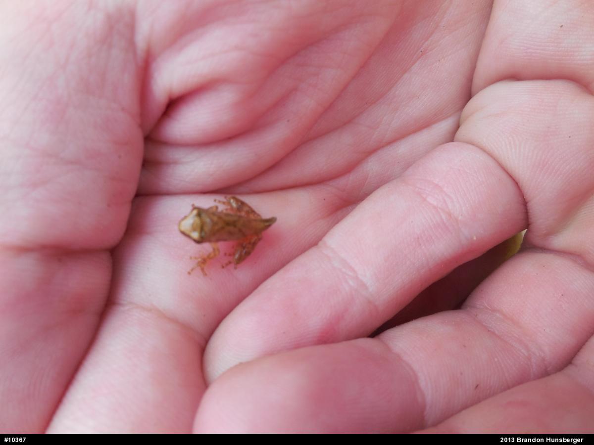 Spring Peeper