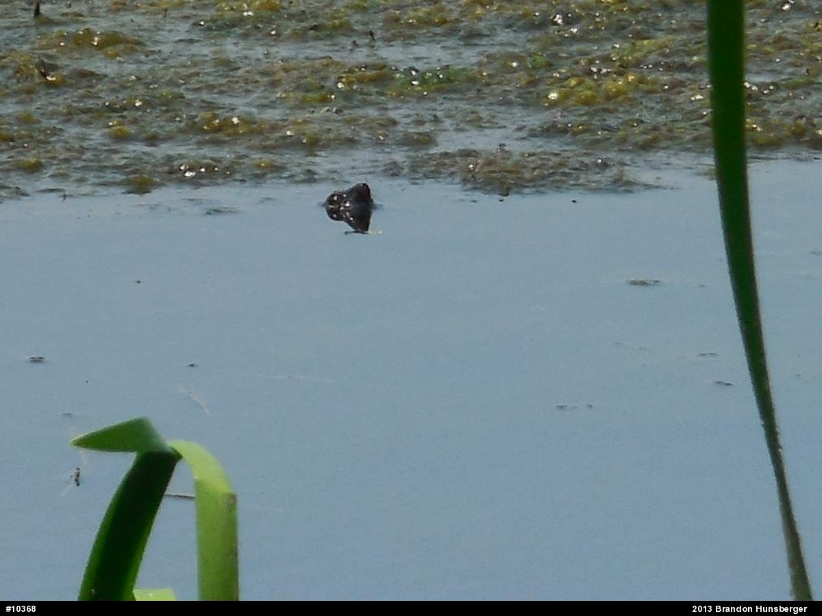 Snapping Turtle