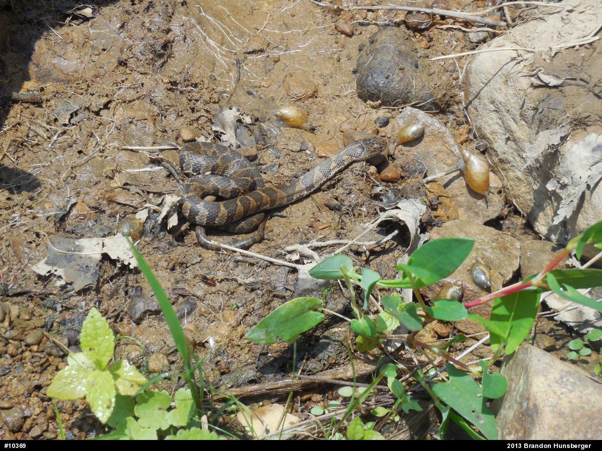 Northern Watersnake