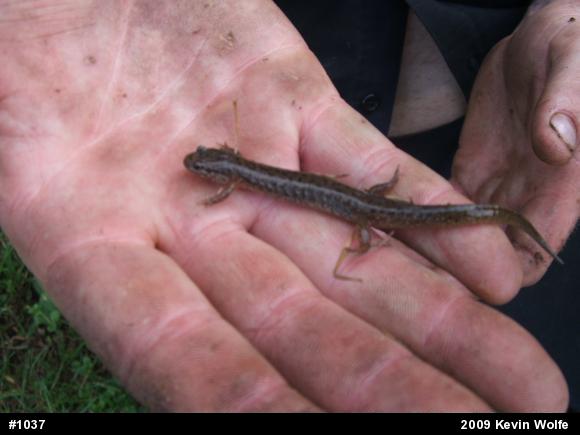 Northern Dusky Salamander