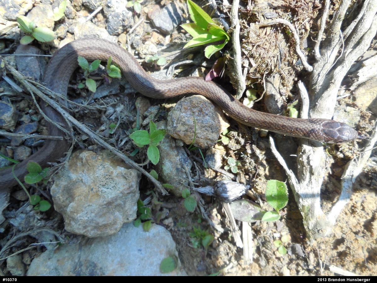Dekay's Brownsnake