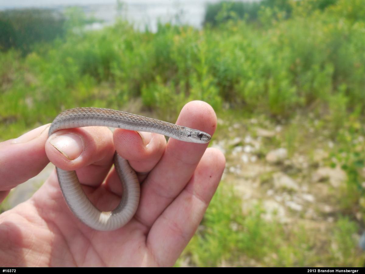 Dekay's Brownsnake