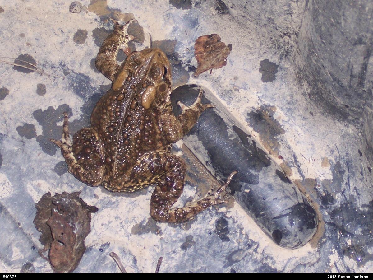 Eastern American Toad