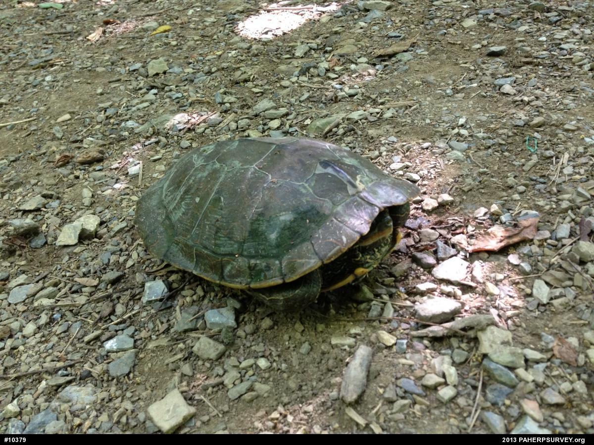 Northern Map Turtle