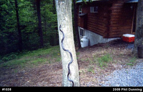 Eastern Ratsnake