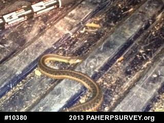 Eastern Gartersnake