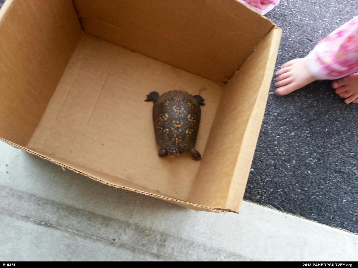 Eastern Box Turtle