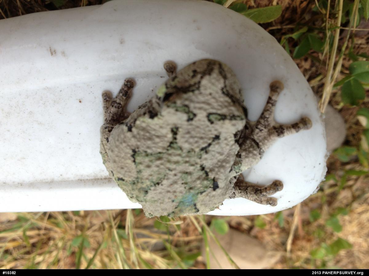 Gray Treefrog