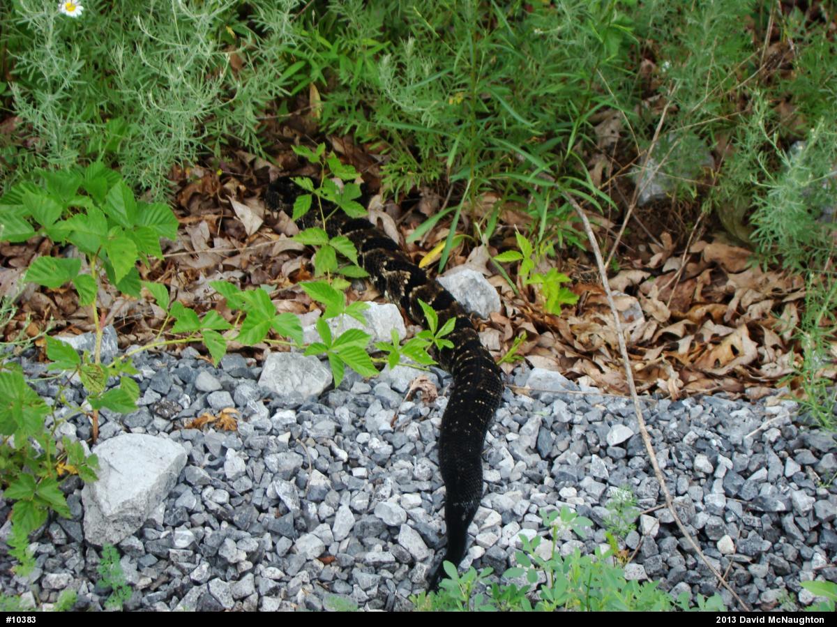 Timber Rattlesnake