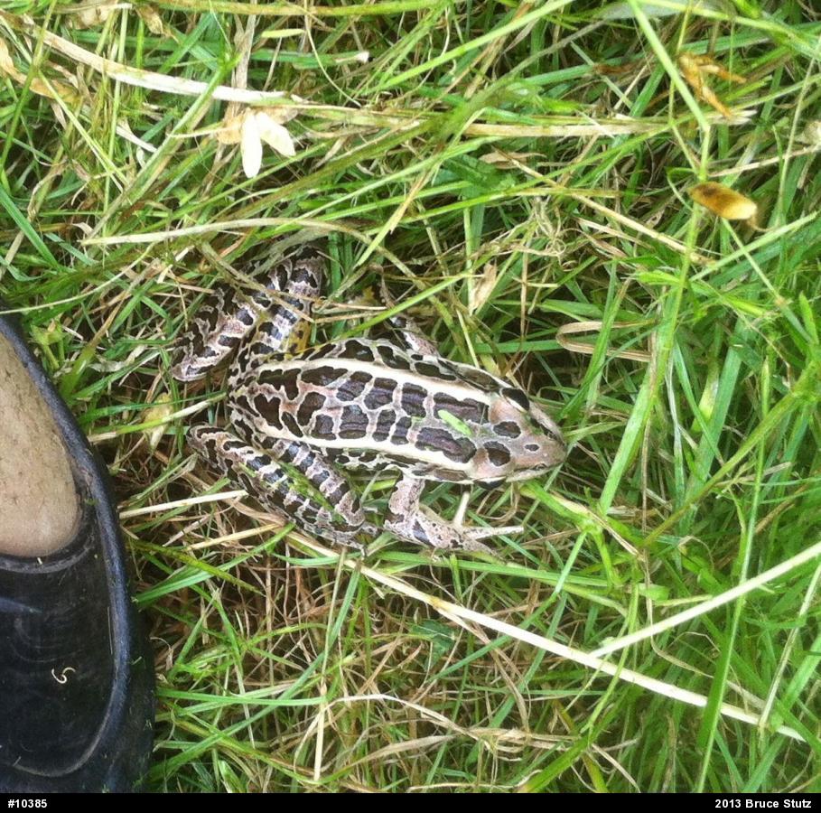 Pickerel Frog