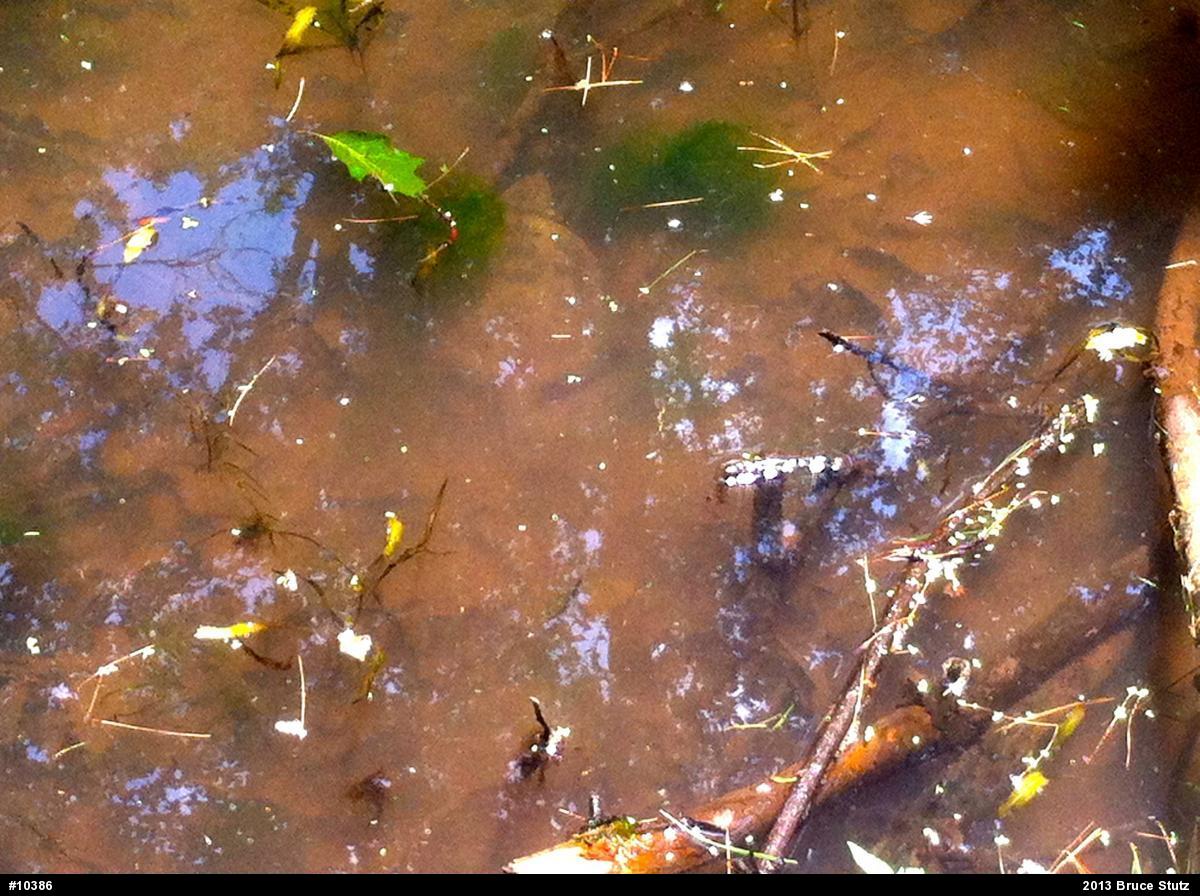 Snapping Turtle