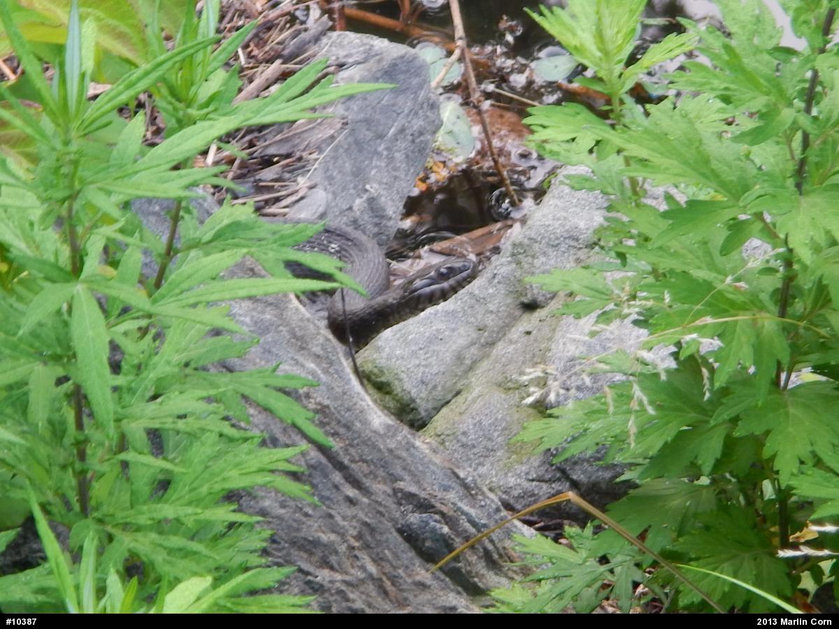 Northern Watersnake