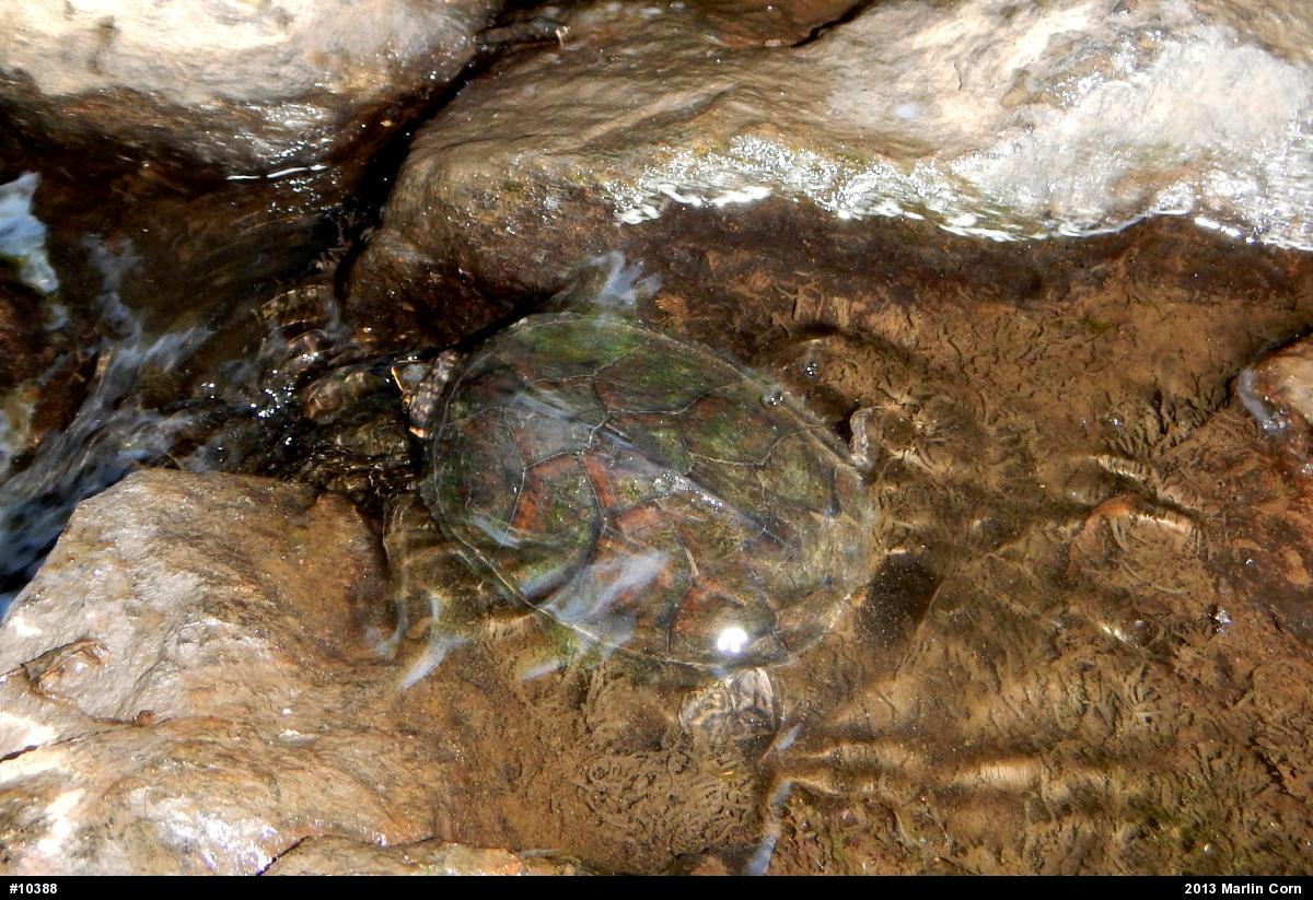 Eastern Musk Turtle