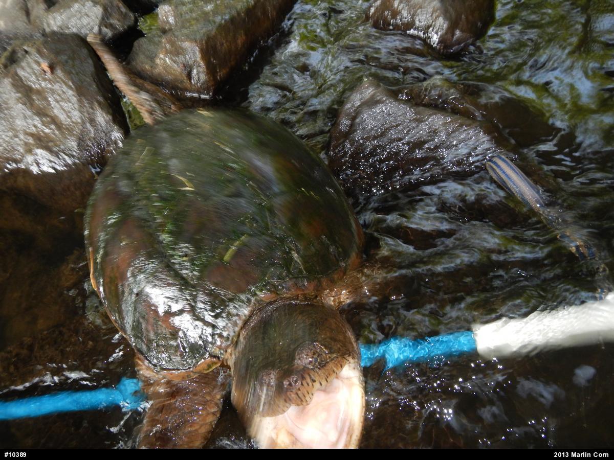 Snapping Turtle