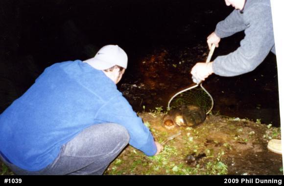 Snapping Turtle