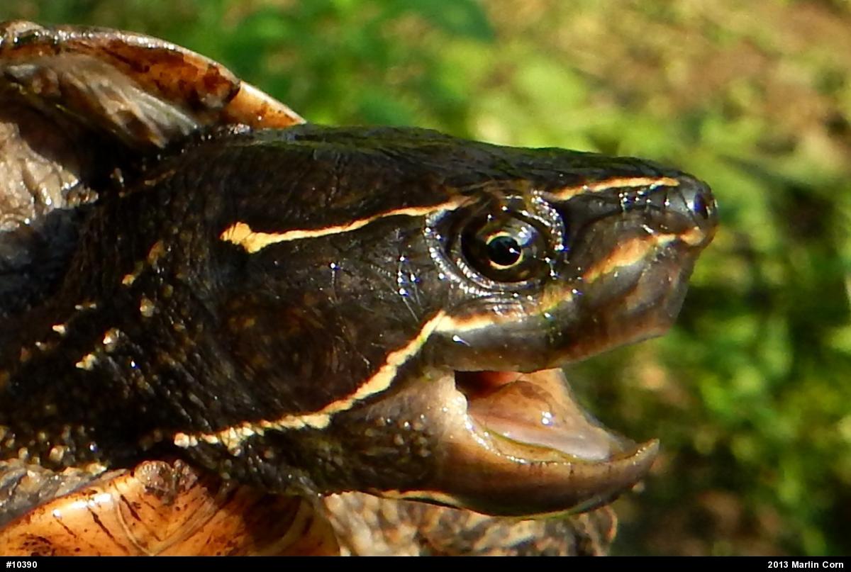Eastern Musk Turtle