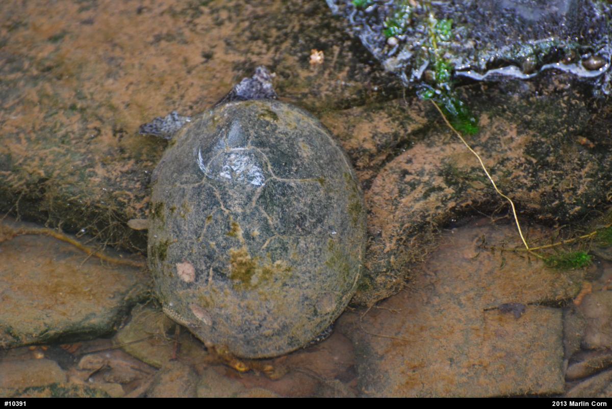 Eastern Musk Turtle