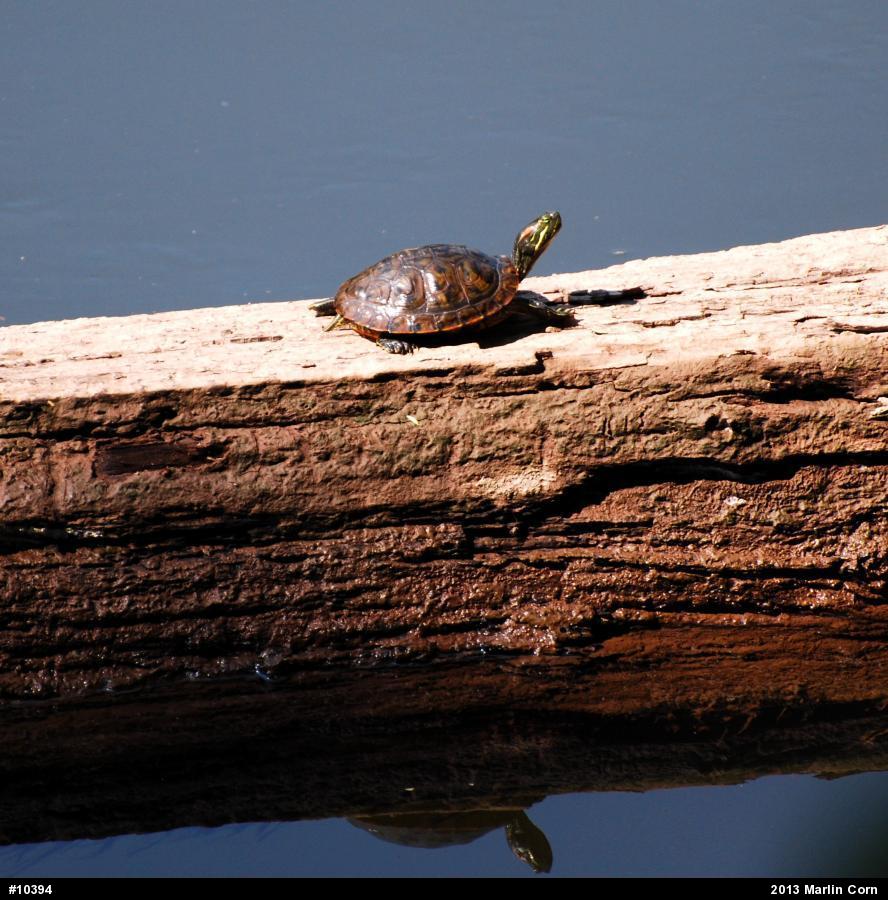 Red-eared Slider