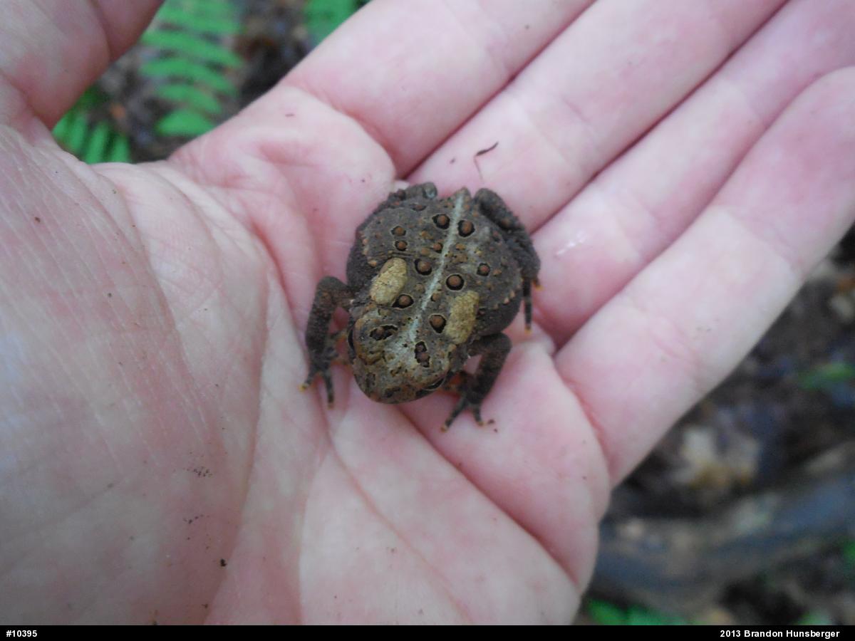 Eastern American Toad