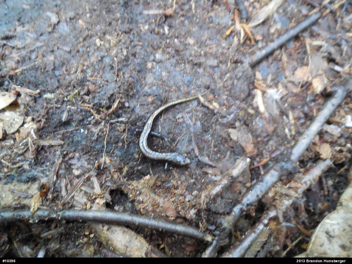 Allegheny Mountain Dusky Salamander