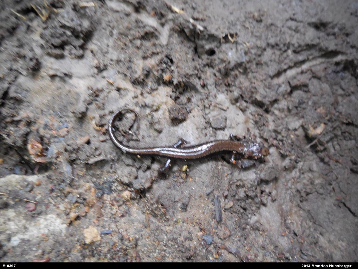Allegheny Mountain Dusky Salamander