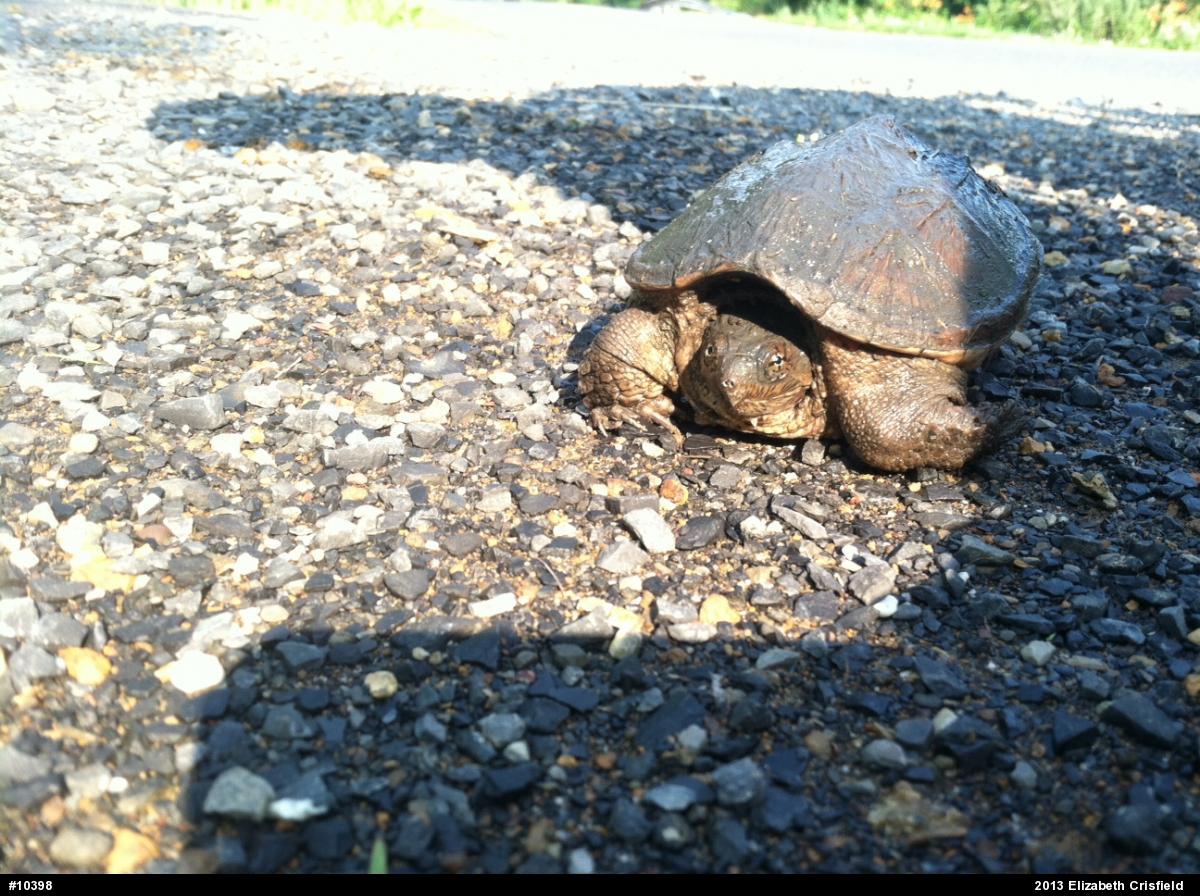 Snapping Turtle