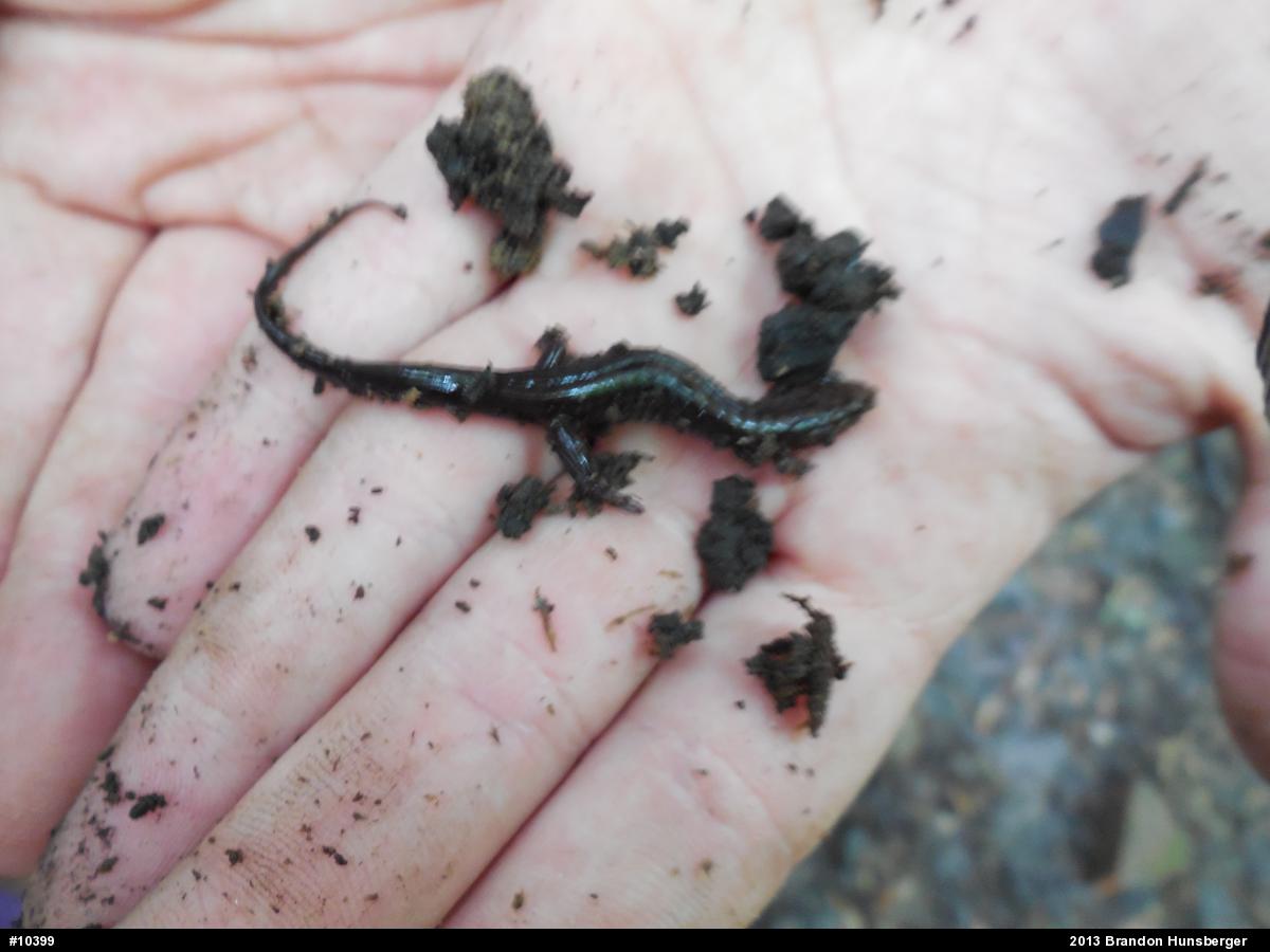 Allegheny Mountain Dusky Salamander
