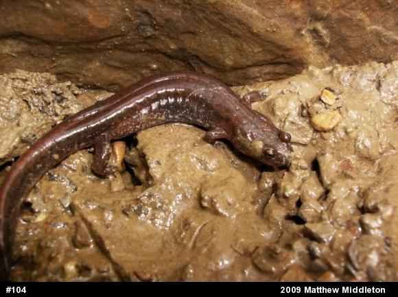 Northern Dusky Salamander