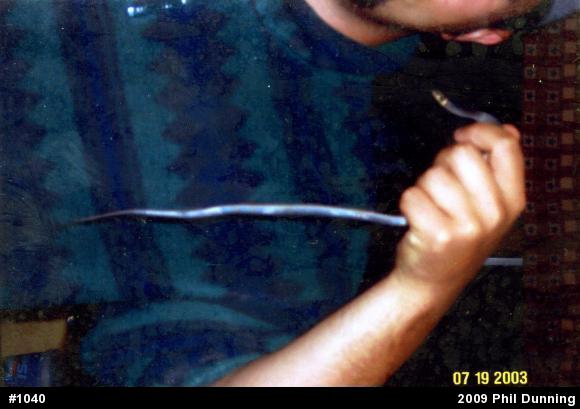 Northern Ring-necked Snake