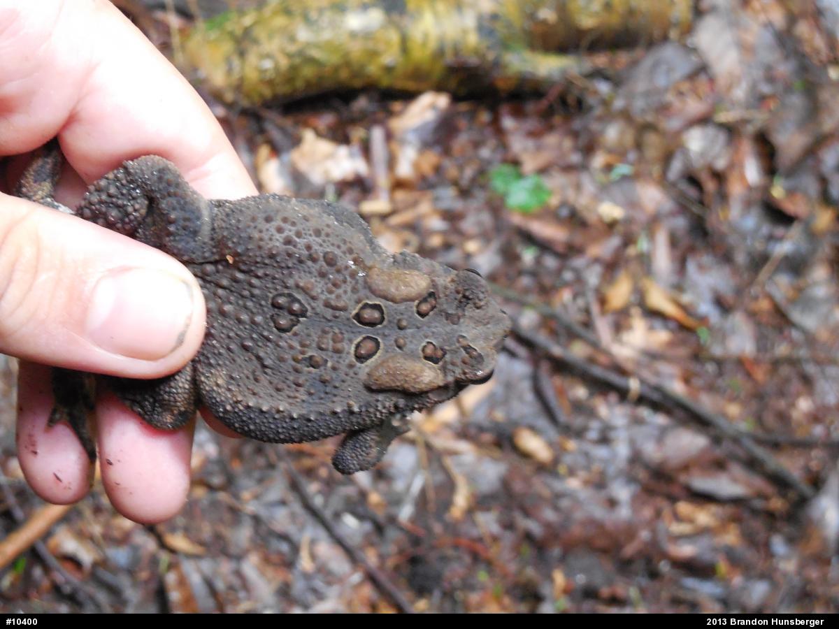 Eastern American Toad