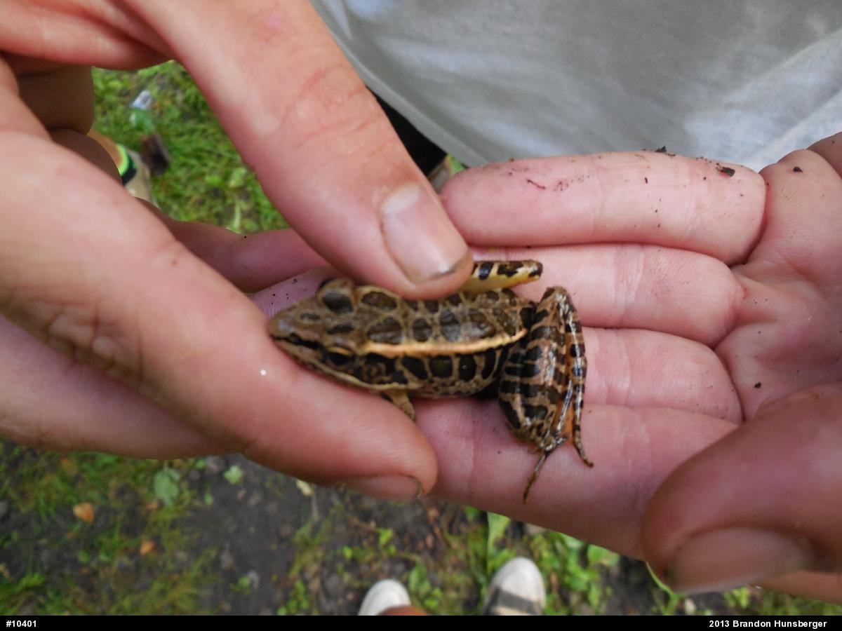 Pickerel Frog