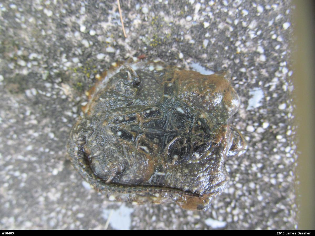 Snapping Turtle