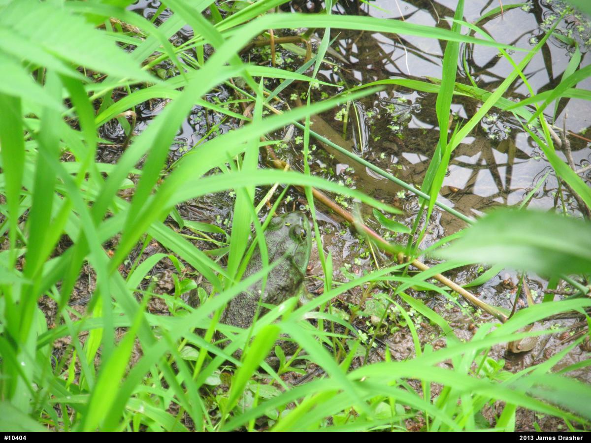 American Bullfrog