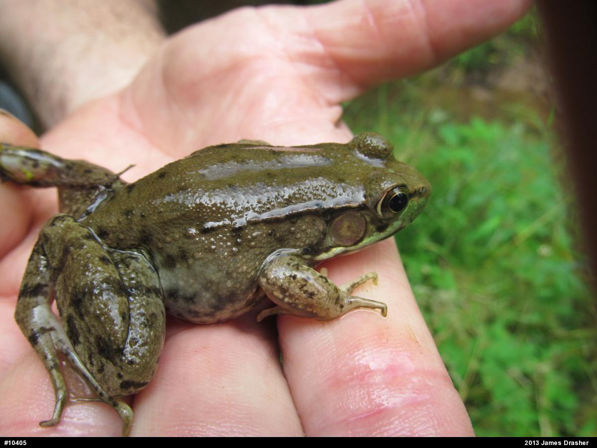 Green Frog