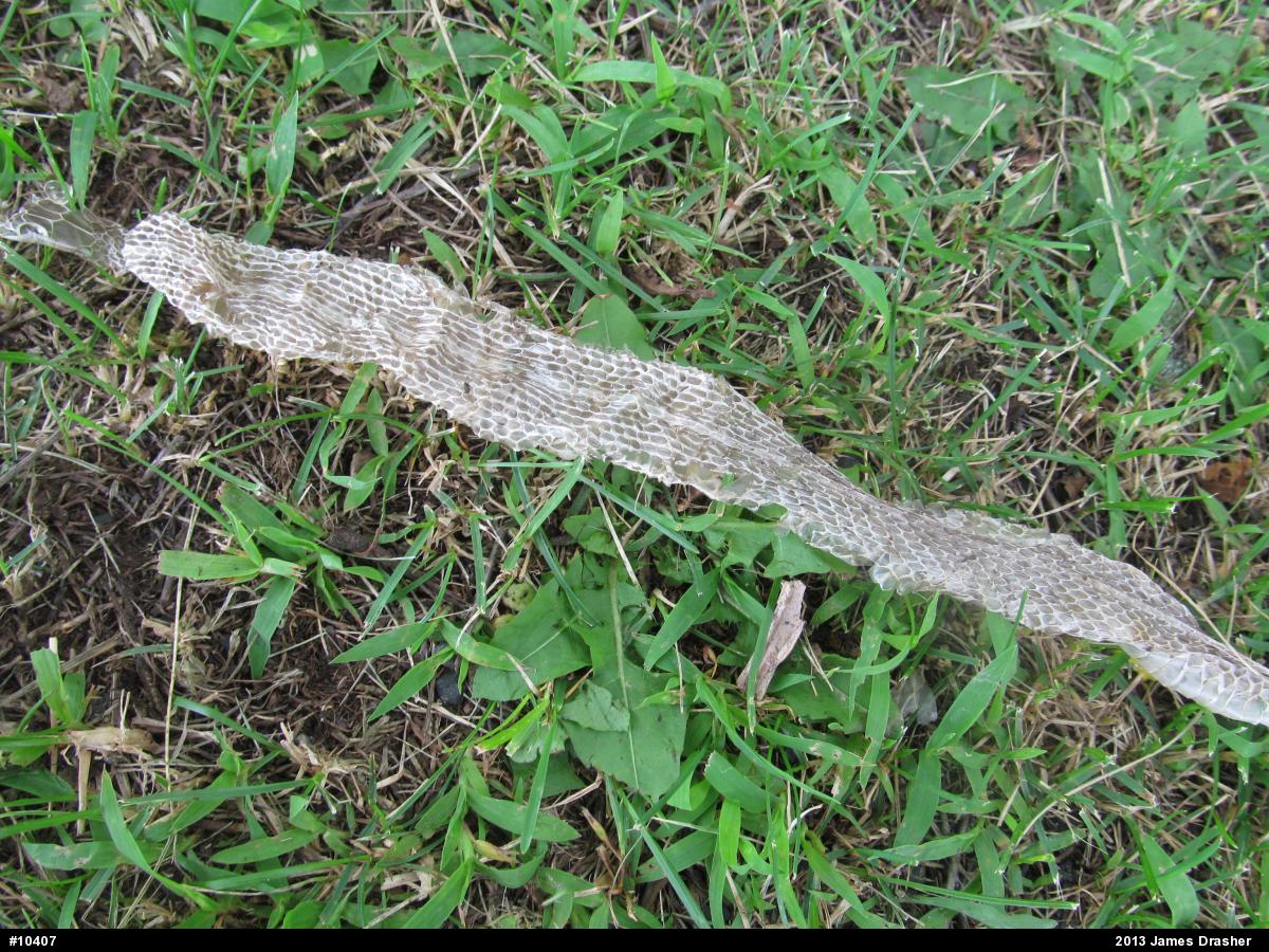 Eastern Gartersnake