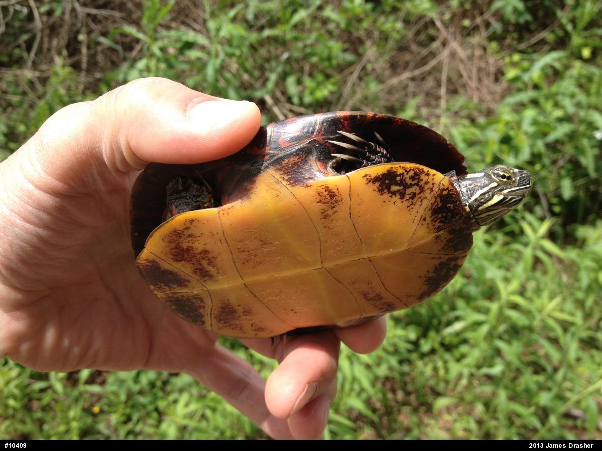 Painted Turtle